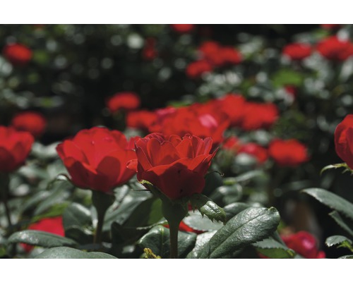 Close-up van rode rozenbloemen in de tuin.