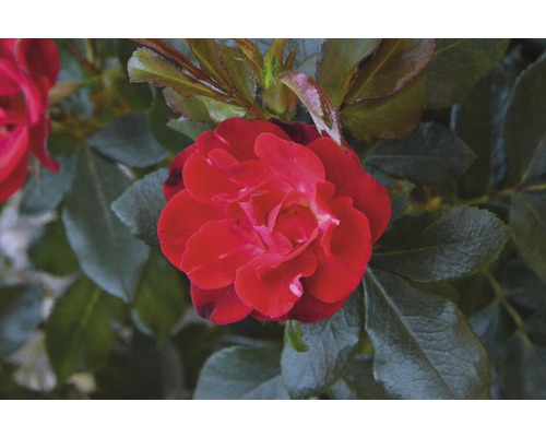 Close-up van een rode roos met groene bladeren