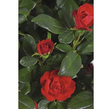 Rode rozen met groene bladeren