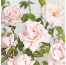 FLORASELF® Klimroos Rosa 'New Dawn' potmaat Ø 18 cm-thumb-0