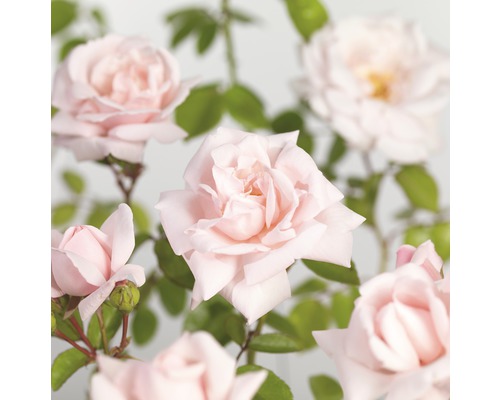 FLORASELF® Klimroos Rosa 'New Dawn' potmaat Ø 18 cm-0