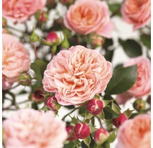 FLORASELF® Klimroos Rosa 'Pirouette'™ Courtyard® potmaat Ø 18 cm