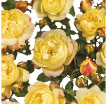 FLORASELF® Struikroos Rosa 'Lampion' potmaat Ø 18 cm