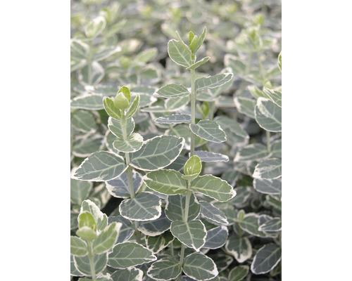 Groenblijvende kardinaalsmuts met bladeren