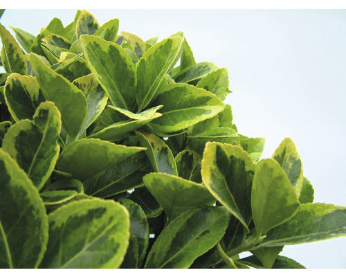 Groenblijvende kardinaalsmuts met bladeren