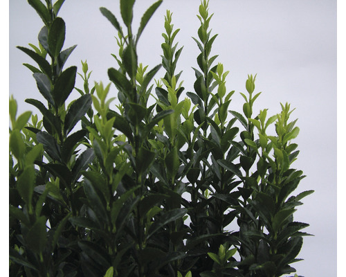 Op de afbeelding is een groenblijvende buxus met dicht bladerdek te zien.