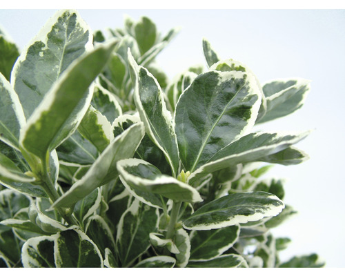 Groenblijvende kardinaalsmuts met groen-witte bladrand