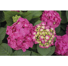 Close-up van een roze hortensia met groene bladeren