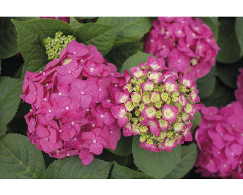 Close-up van een roze hortensia met groene bladeren