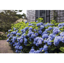 Bloeiende, blauwe hortensiabeplanting bij een huis
