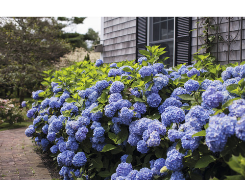 Bloeiende, blauwe hortensiabeplanting bij een huis