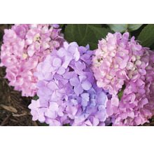 FLORASELF Boerenhortensia Hydrangea 'Endless Summer Original' Blue potmaat Ø 14 cm H 5-10 cm