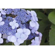 Close-up van een schotelhortensia in de tuin