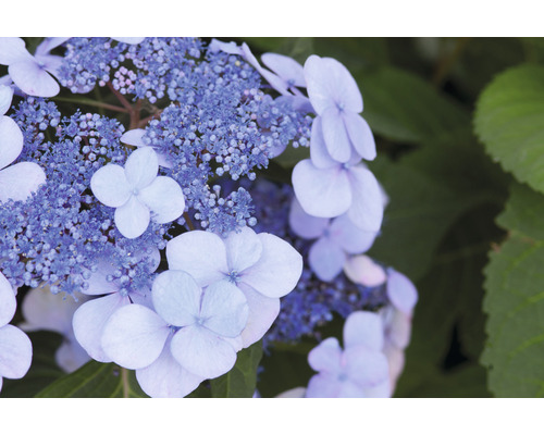 Close-up van een schotelhortensia in de tuin