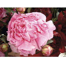 FLORASELF Paeonia Lactiflora Chinese pioen rosa potmaat Ø 20 cm H 15-30 cm