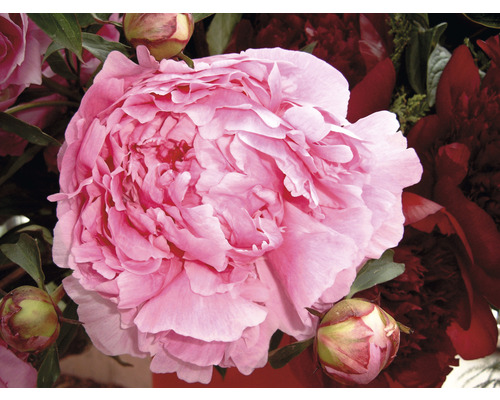 Close-up van een roze pioenroos met bloemknoppen