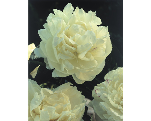 Close-up van pioenrozenbloemen