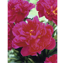 FLORASELF Paeonia Lactiflora Chinese pioen rood potmaat Ø 20 cm H 15-30 cm