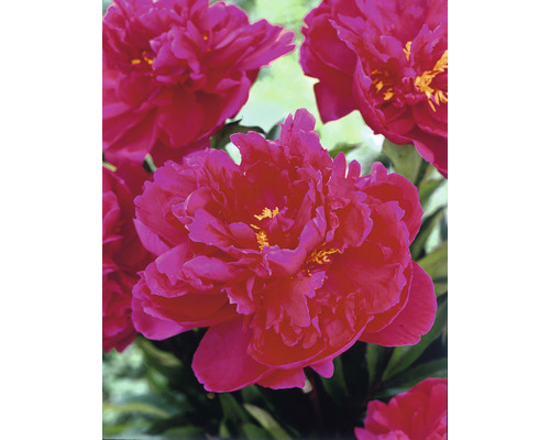 Close-up van roze pioenrozenbloemen