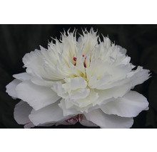 FLORASELF Paeonia Lactiflora Chinese pioen wit potmaat Ø 20 cm H 15-30 cm