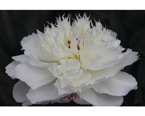 Close-up van een witte pioenroos