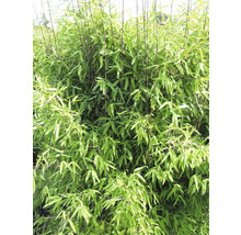 Bamboe Fargesia hybride 'Winter Joy' H 40-50 cm-thumb-0
