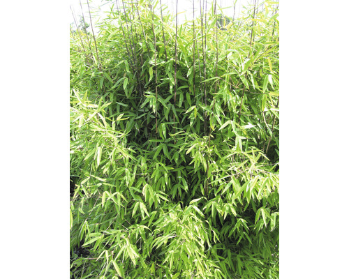 Bamboe Fargesia hybride 'Winter Joy' H 40-50 cm-0