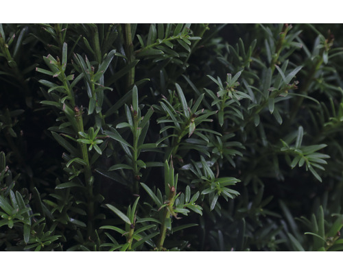 Close-up van taxustakken