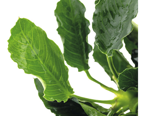 Aquariumplant met groene bladeren