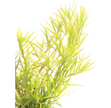 Waterplant voor decoratie van aquaria