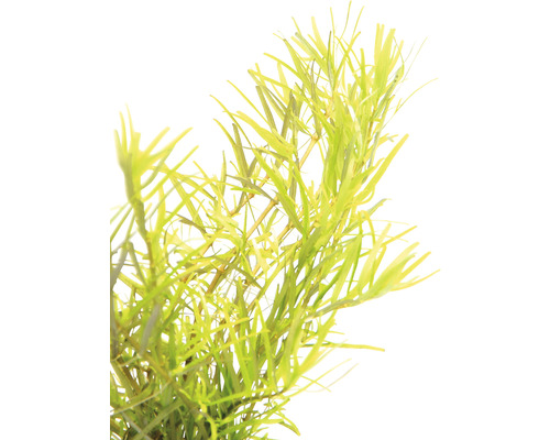 Waterplant voor decoratie van aquaria