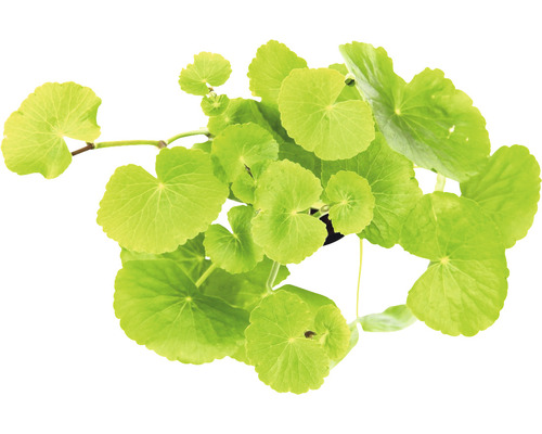 Aziatische waternavel in pot