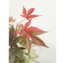 Japanse Esdoorn Acer palmatum 'Atropurpureum' H 40-50 cm