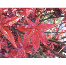 Japanse Esdoorn Acer palmatum 'Atropurpureum' H 40-50 cm