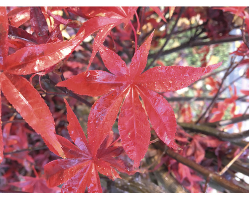 Close-up van esdoornbladeren