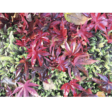 Japanse Esdoorn Acer palmatum 'Atropurpureum' H 40-50 cm