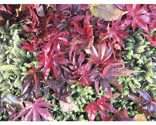 Rode esdoornbladeren op groene vegetatie