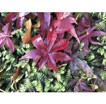 Japanse Esdoorn Acer palmatum 'Atropurpureum' H 40-50 cm