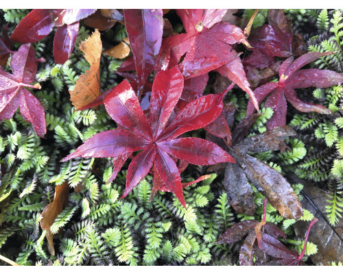 Rode esdoornbladeren liggen op een groen mosoppervlak
