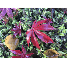 Japanse Esdoorn Acer palmatum 'Atropurpureum' H 40-50 cm