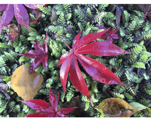 Rode esdoornbladeren op mos