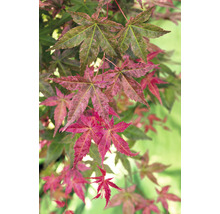 Japanse Esdoorn Acer palmatum 'Beni Maiko' H 30-40 cm
