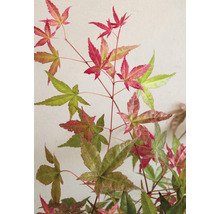 Japanse Esdoorn Acer palmatum 'Beni Maiko' H 30-40 cm
