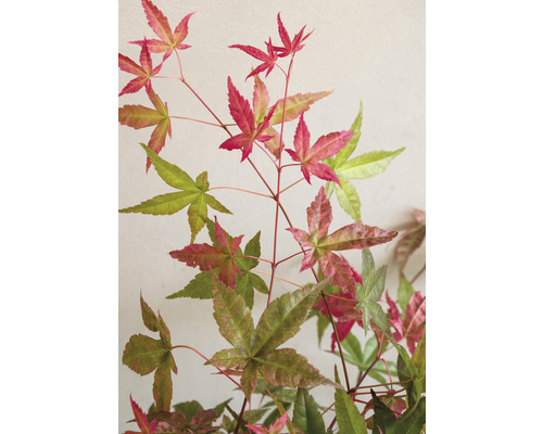 Japanse esdoorn met veelkleurige bladeren