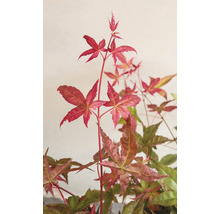 Japanse Esdoorn Acer palmatum 'Beni Maiko' H 30-40 cm