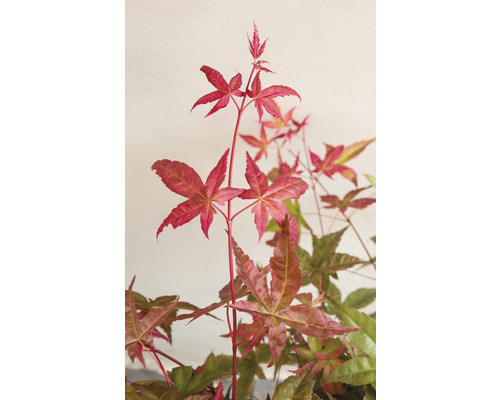 Close-up van een esdoornboom met rode bladeren