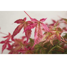 Japanse Esdoorn Acer palmatum 'Beni Maiko' H 30-40 cm