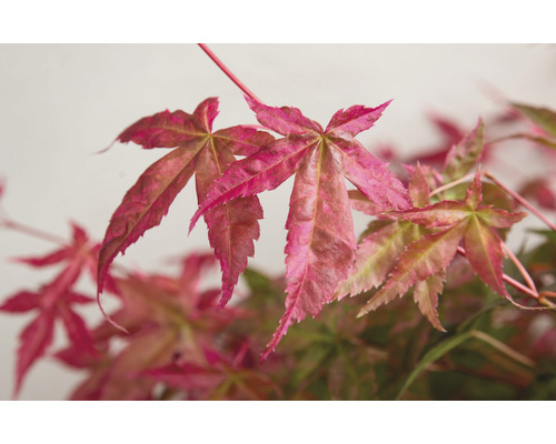 Close-up van esdoornbladeren