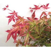 Close-up van een Japanse esdoorn met rode en groene bladeren.