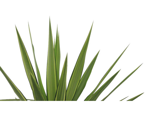 Nieuw-Zeelands gras met lange, smalle bladeren